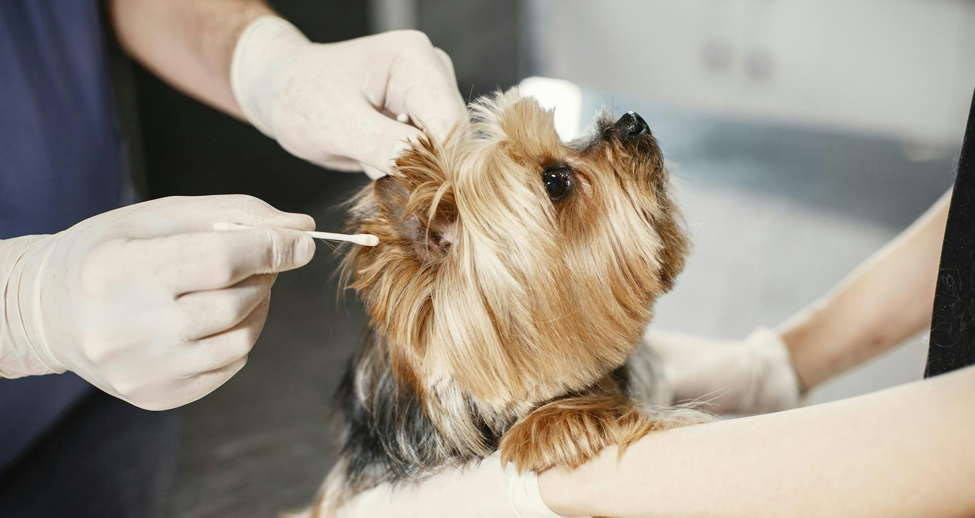 Ear Mites in Dogs