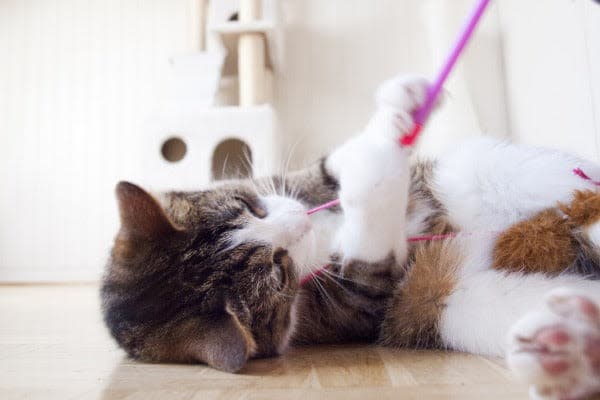 a cat playing with a toothbrush on the floor