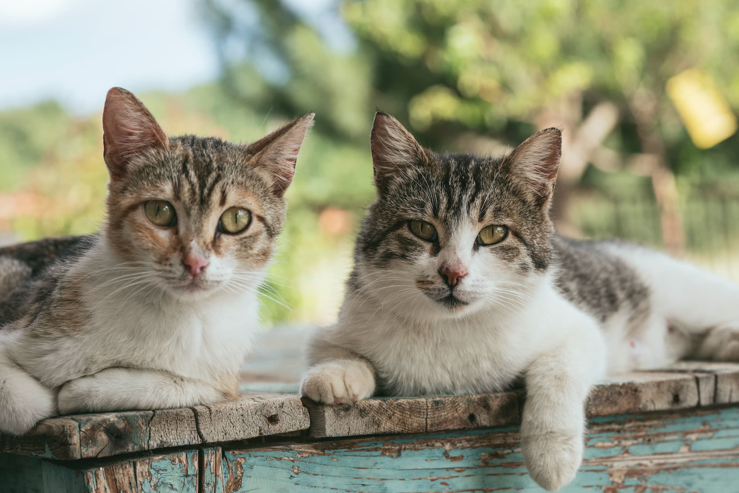 Understanding Cat Emotions