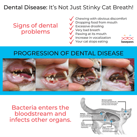 a poster with a picture of a cat's mouth and teeth