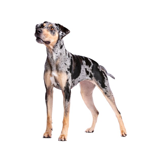 Catahoula Leopard Dog