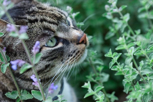 What does catnip do to cats