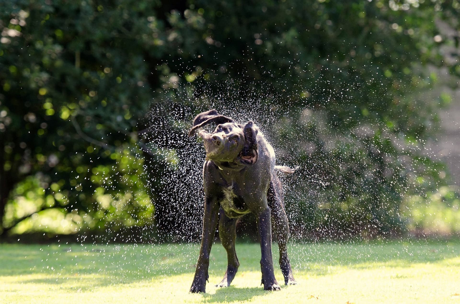 Why Is My Dog Shaking?