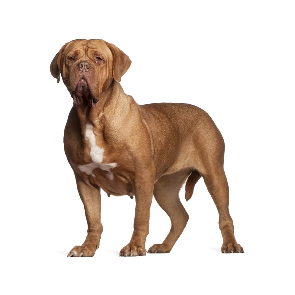 Dogue De Bordeaux