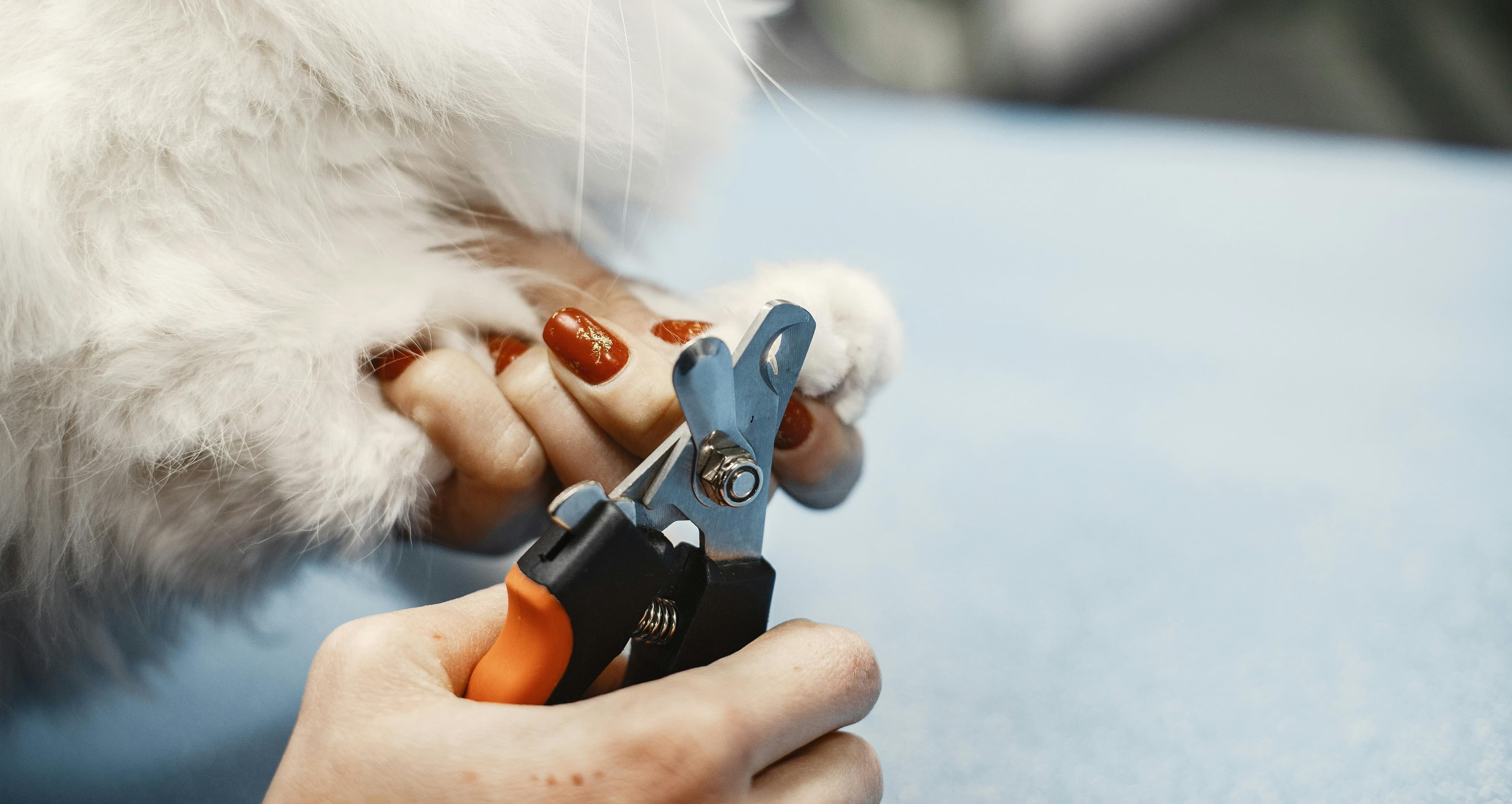 How to Trim Dog Nails