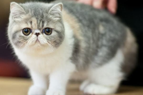 a gray and white cat sitting on top of a wooden table