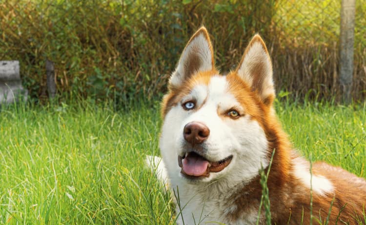 Heterochromia in Dogs