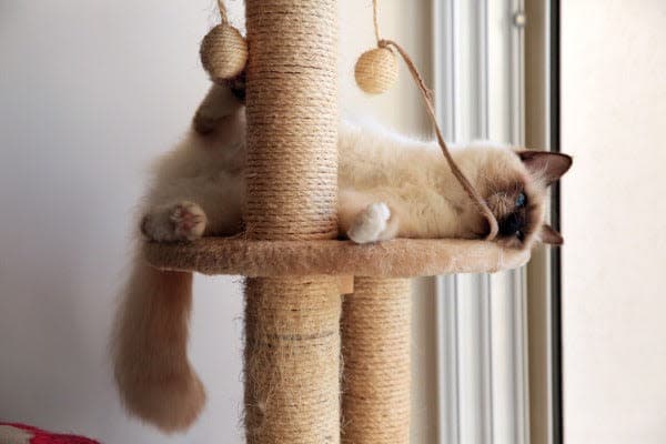 a cat laying on top of a cat tree