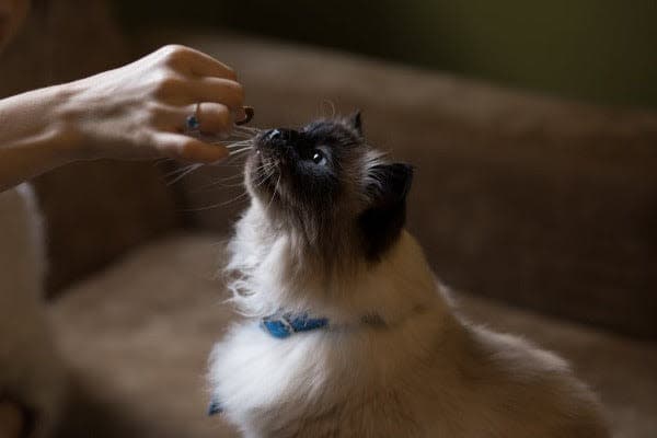 a person feeding a cat a treat on a couch