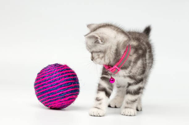 a kitten playing with a ball of yarn