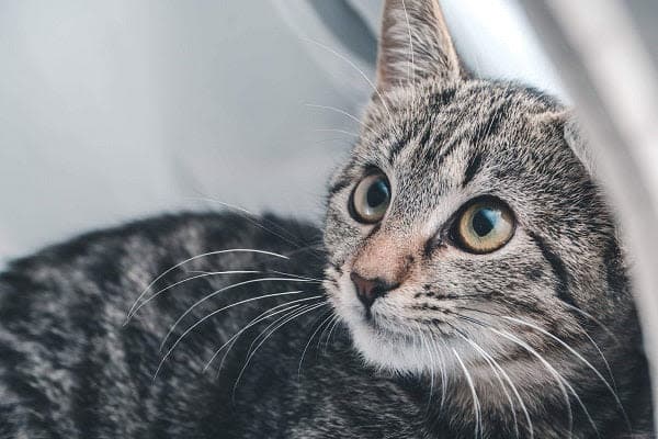 a close up of a cat laying on a chair