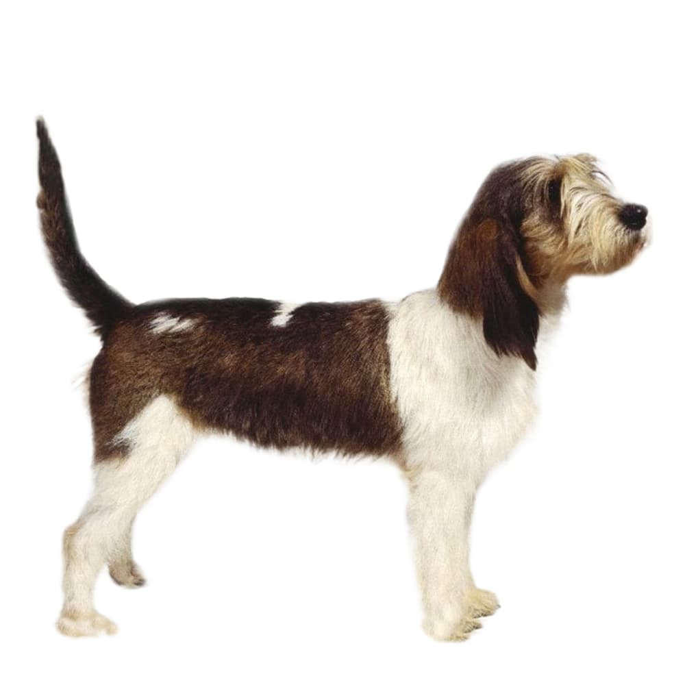 Grand Basset Griffon Vendéen