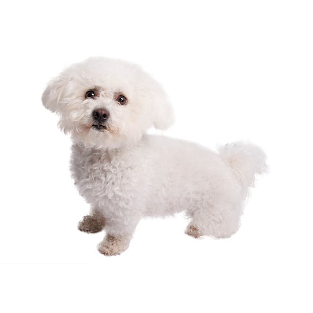 Bichon Frisé