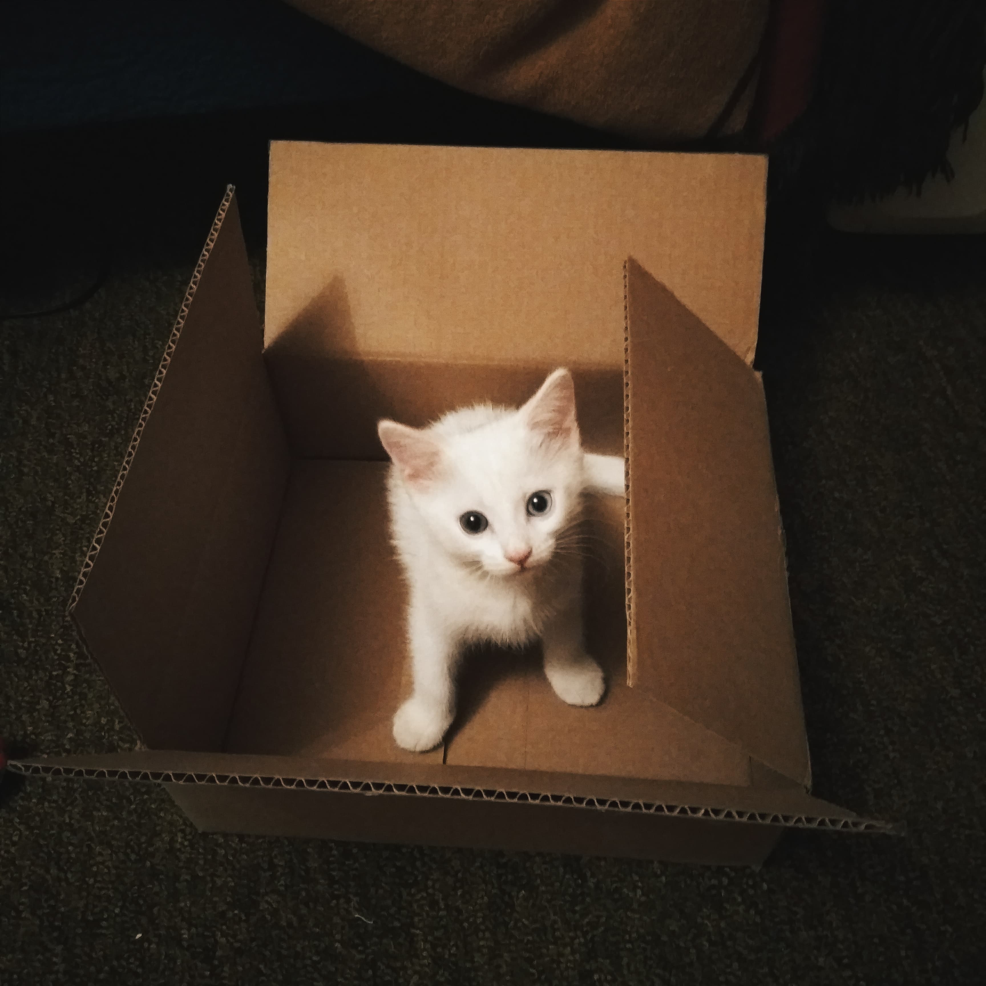 Training Your Kitten to Use the Litter Box