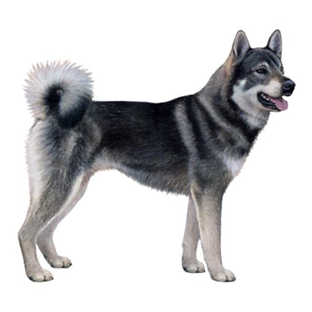 Swedish Elkhound