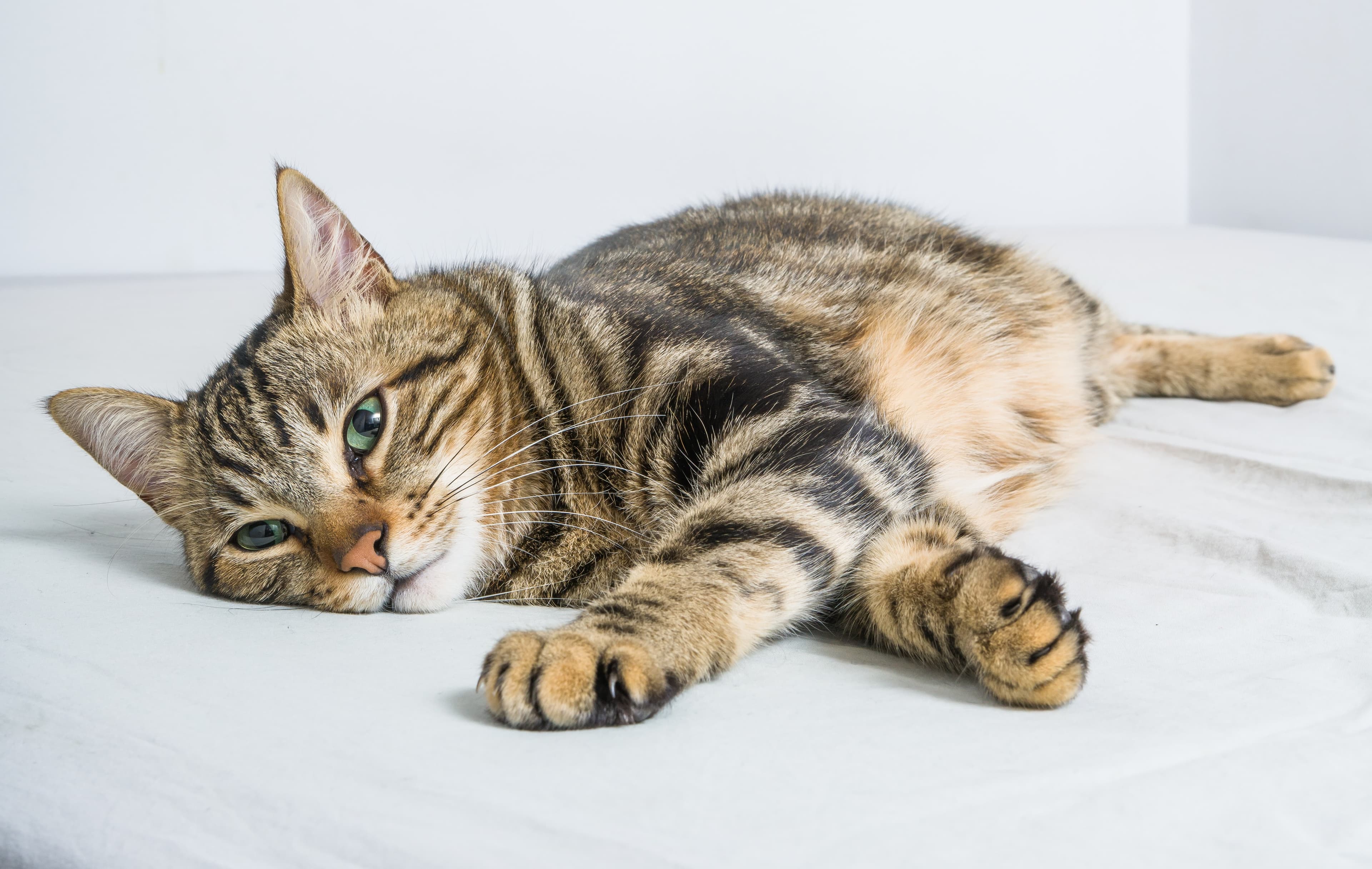 Cat Worms: Types, Symptoms, Prevention, and Treatment