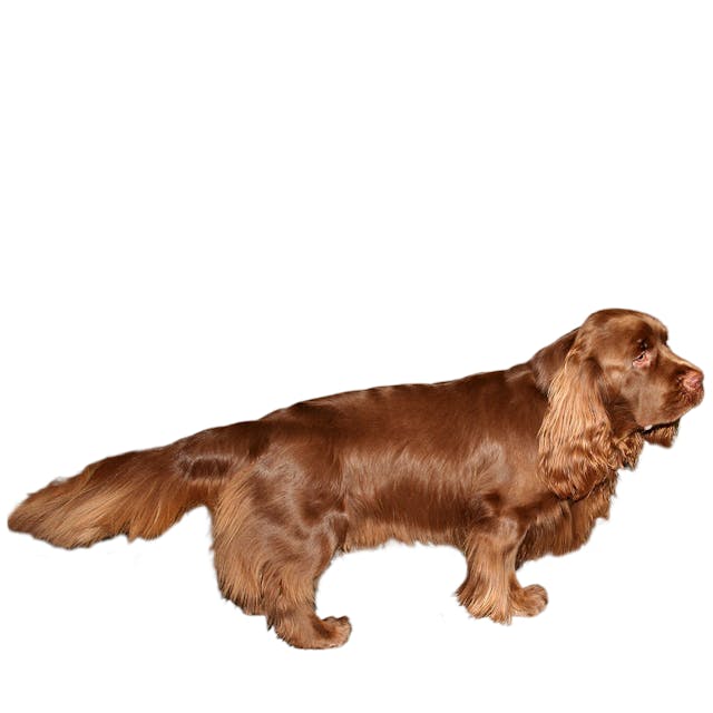 Sussex Spaniel