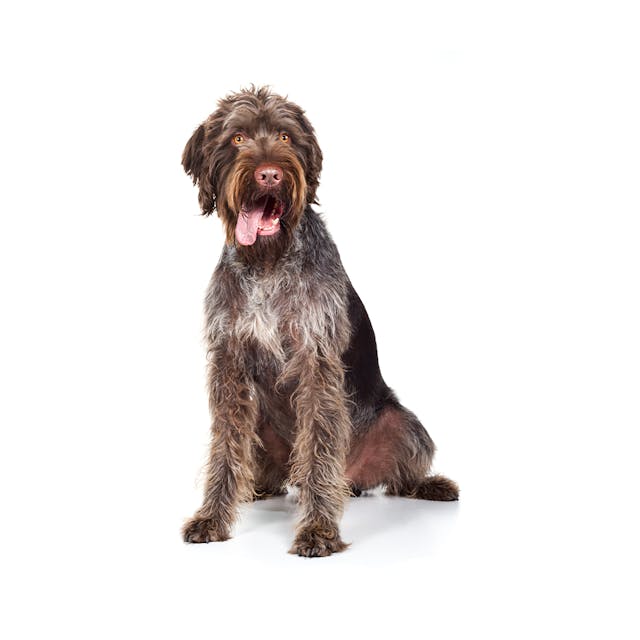 German Wirehaired Pointer