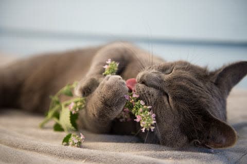 a gray cat laying on top of a sandy beach