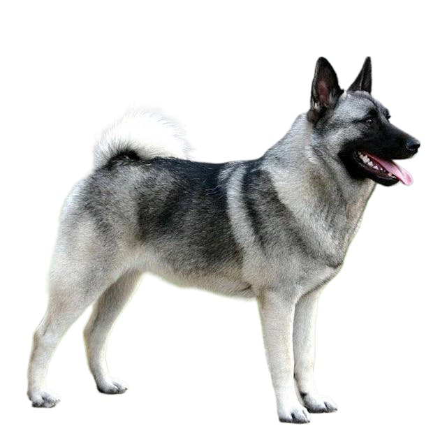 Norwegian Elkhound