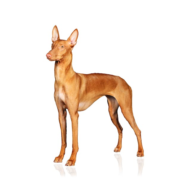 Pharaoh Hound