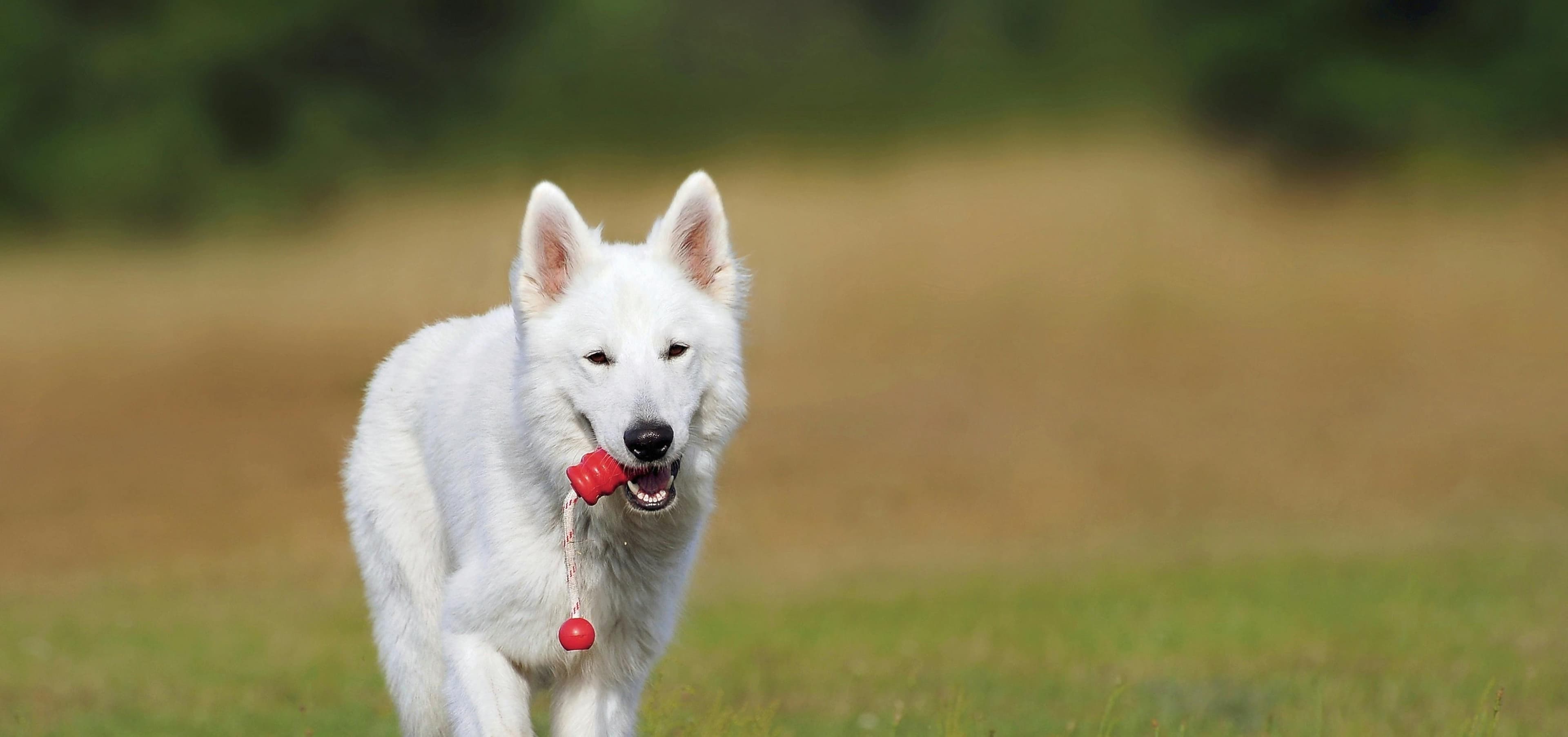 Why Do Dogs Eat Cat Poop?