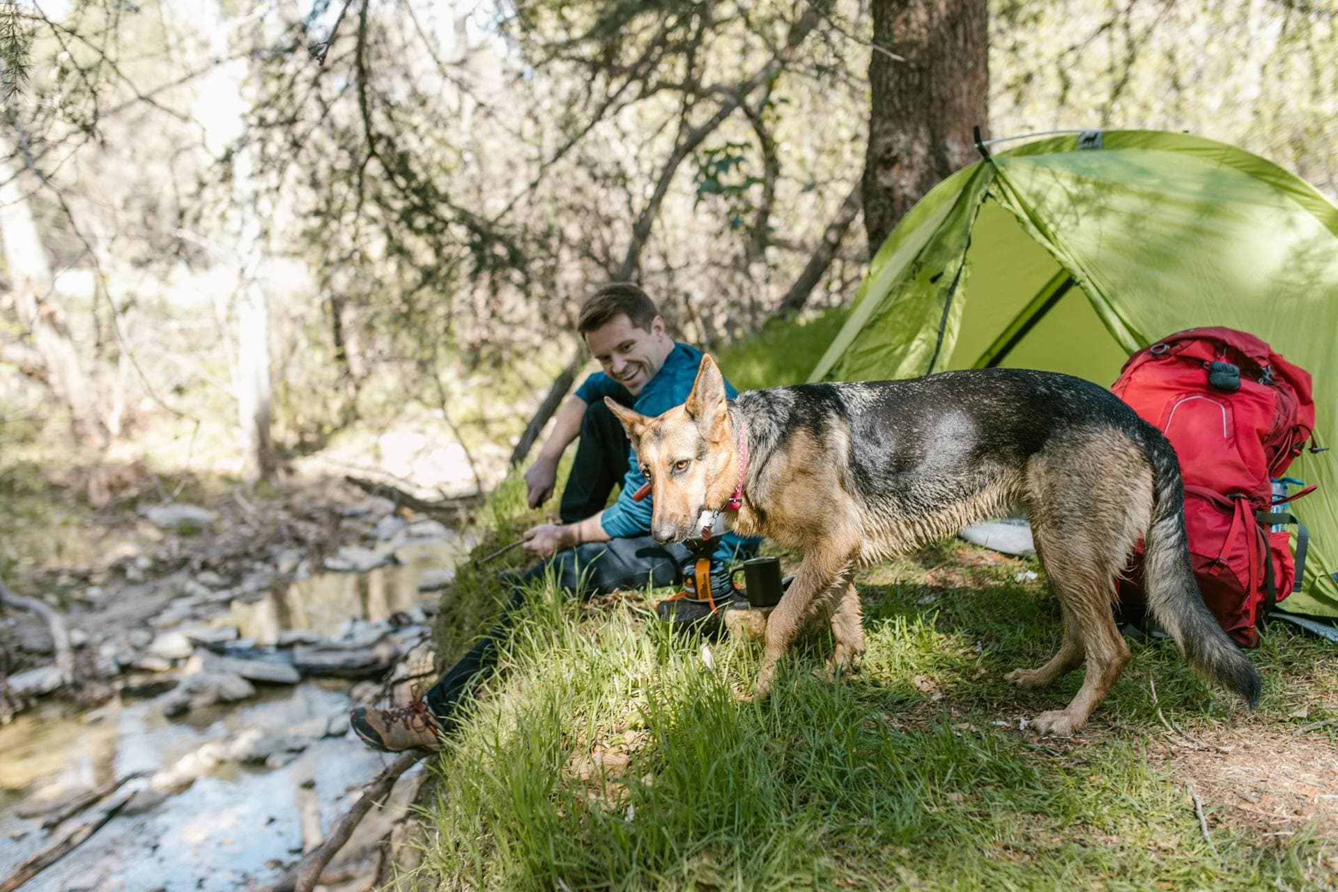 Camping With Your Dog