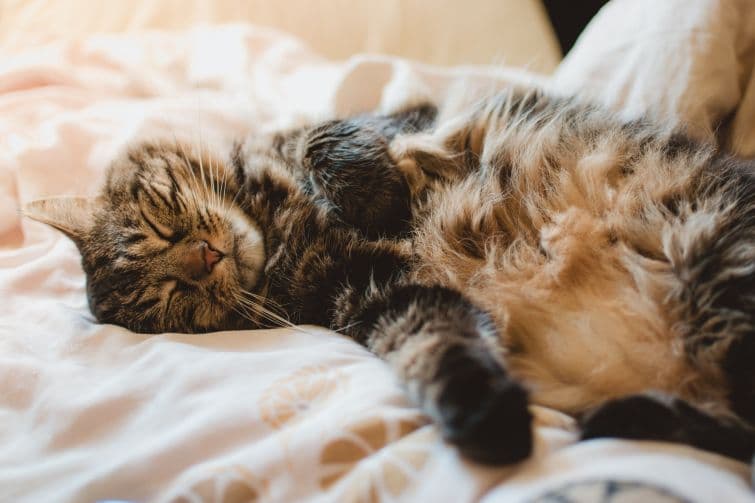 a cat is sleeping on a bed with white sheets