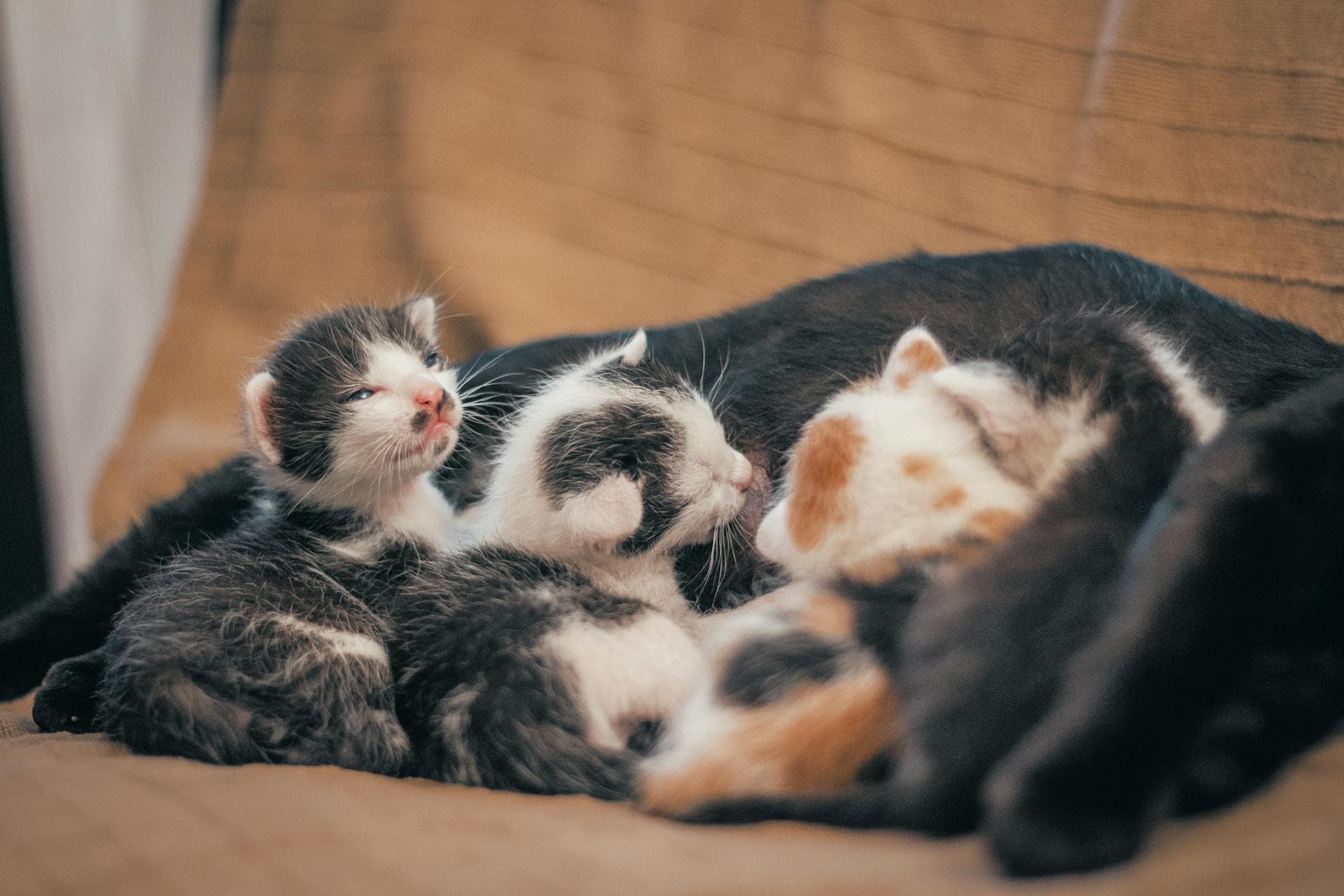 Newborn Kittens