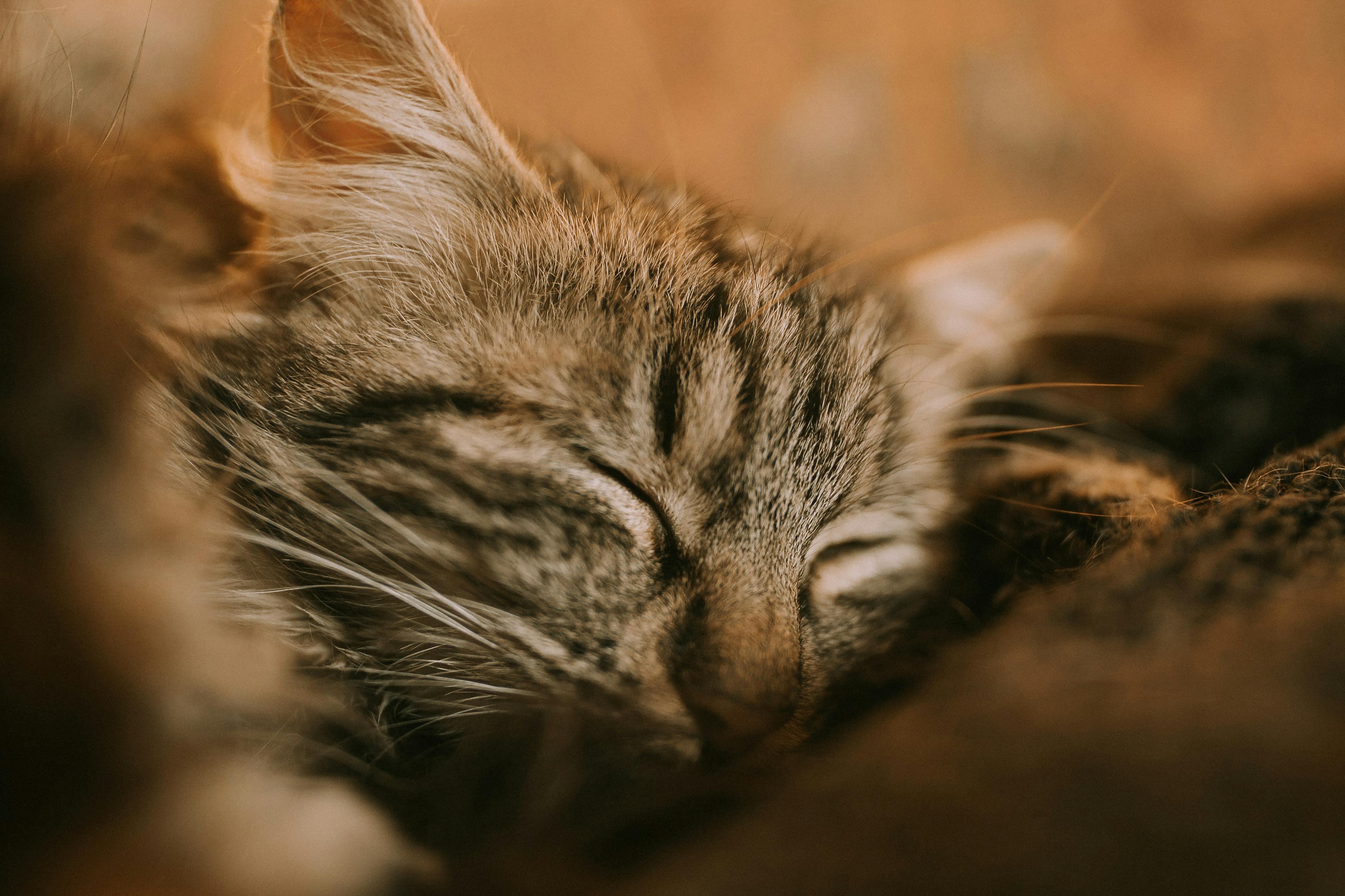 Why do kittens purr?