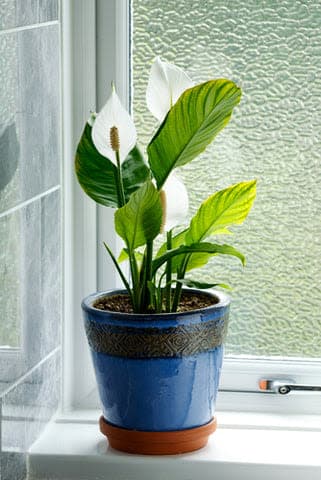 a potted plant sitting on a window sill