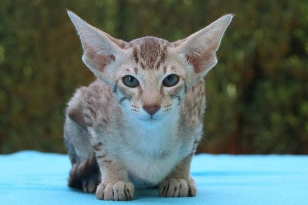 a cat sitting on top of a blue surface