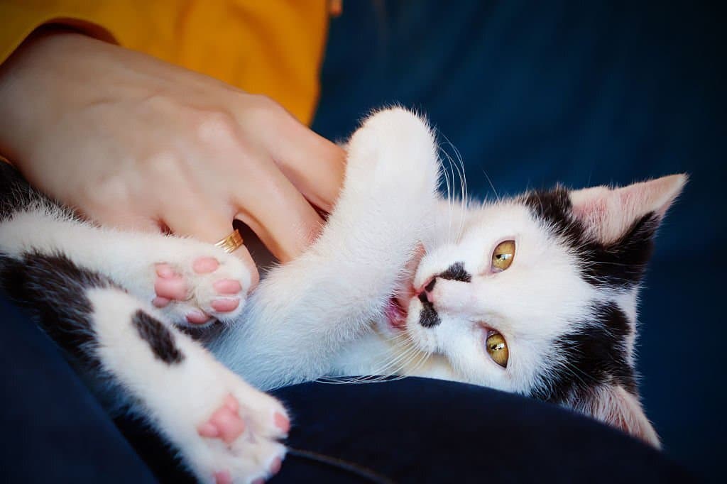 Are cats ticklish?