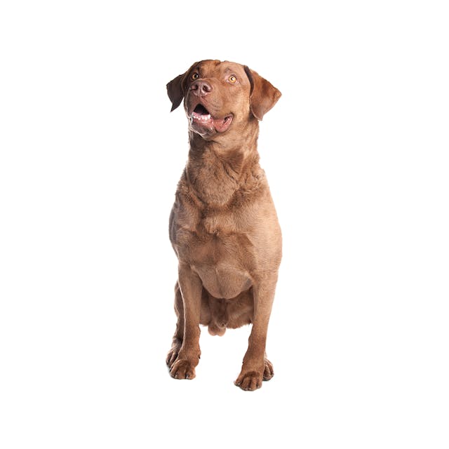 Chesapeake Bay Retriever