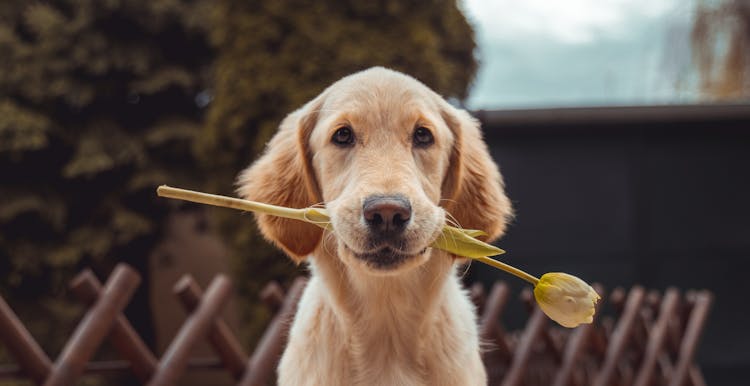 Exploring Large Dog Breeds: Mighty Giants And Gentle Companions