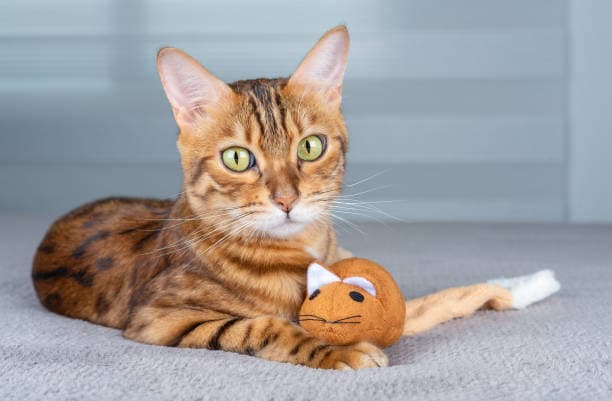 a cat laying on the floor with a stuffed animal