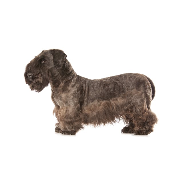 Cesky Terrier