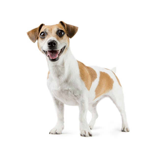 Jack Russell Terrier