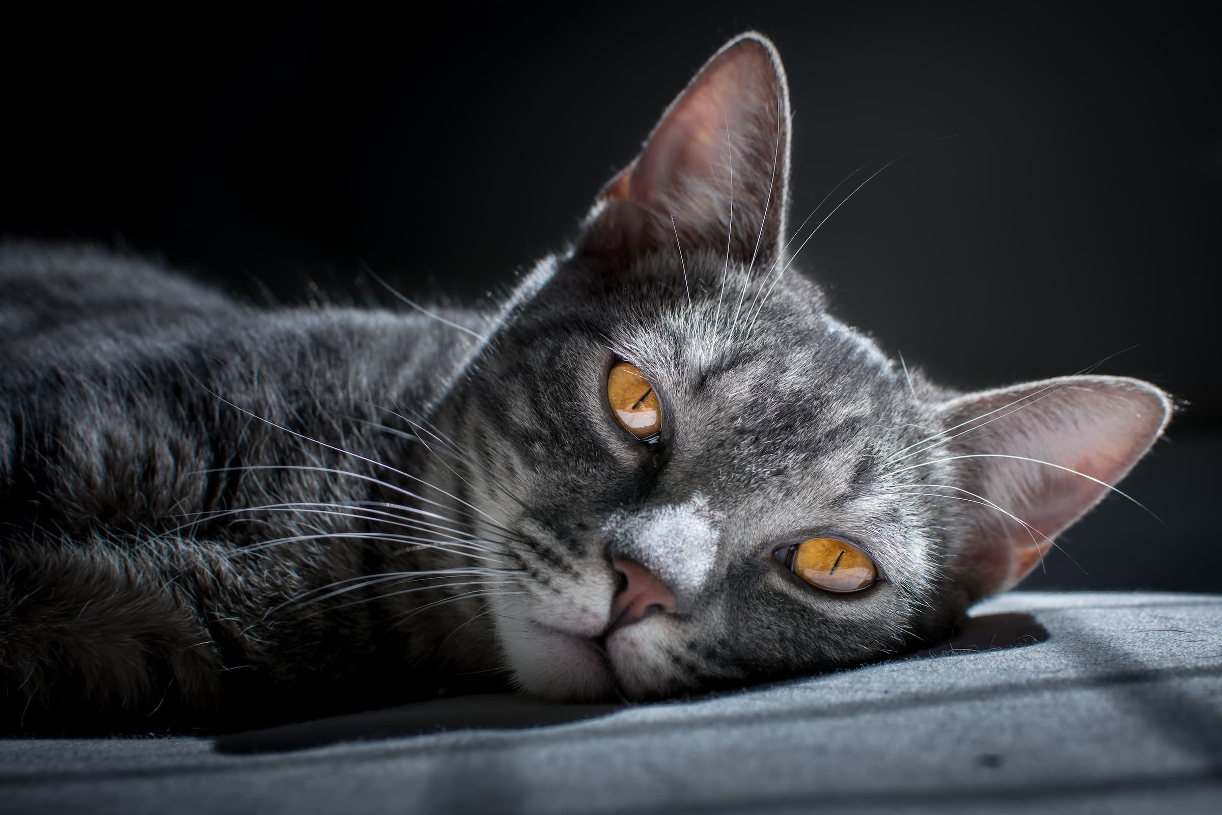 Do Cats Protect You While You Sleep?