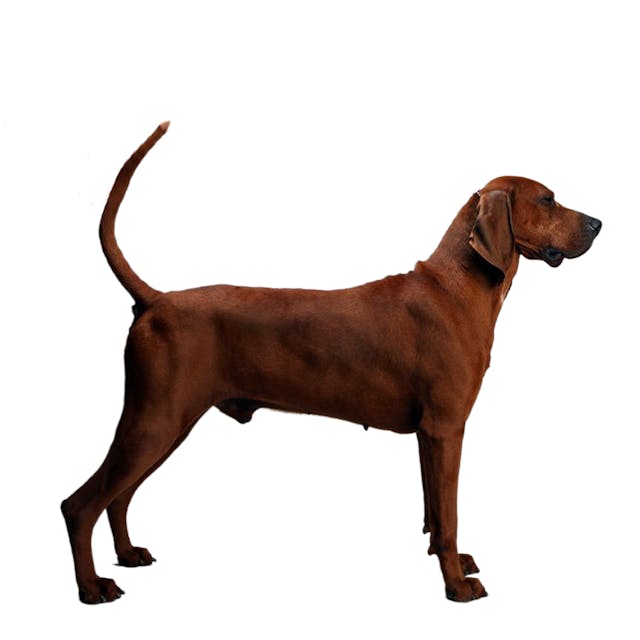 Redbone Coonhound