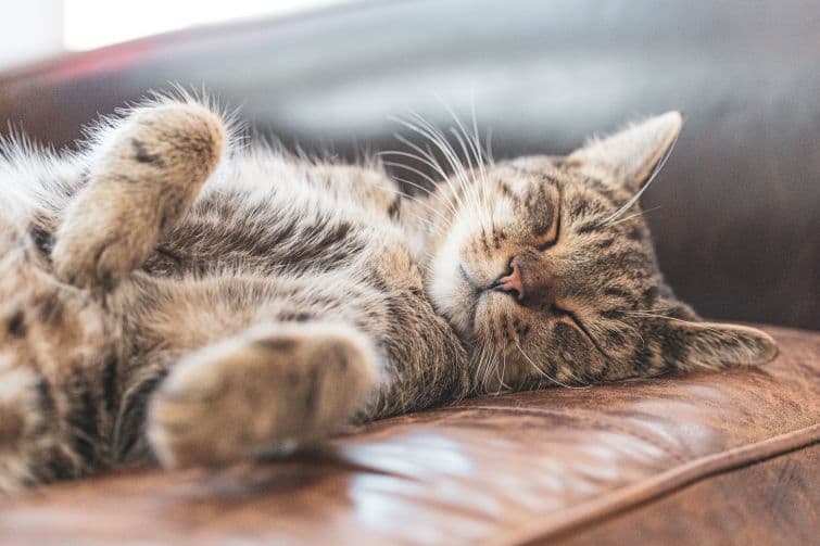 a cat laying on its back on a leather couch