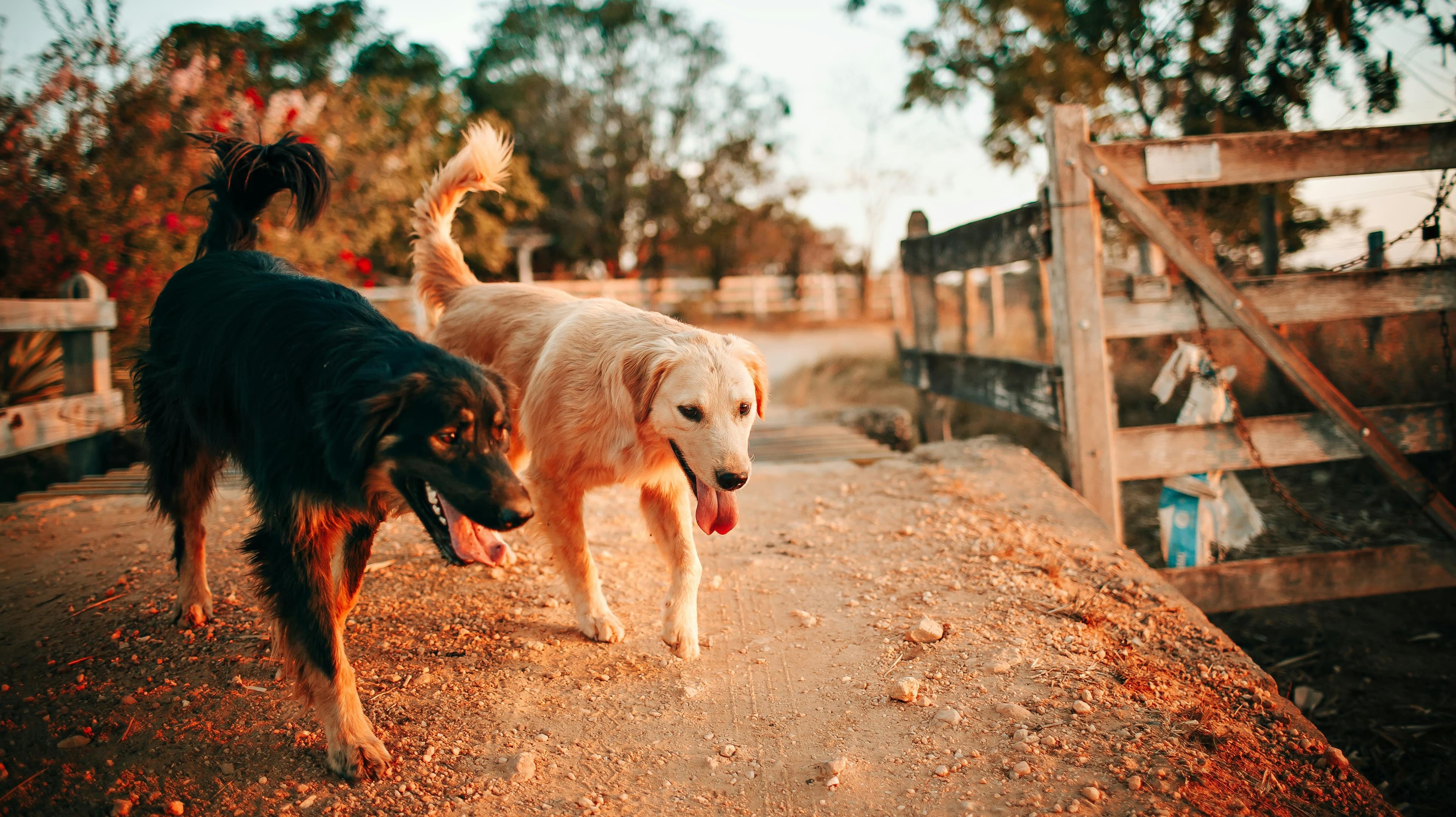 Can Dogs Understand Humans?