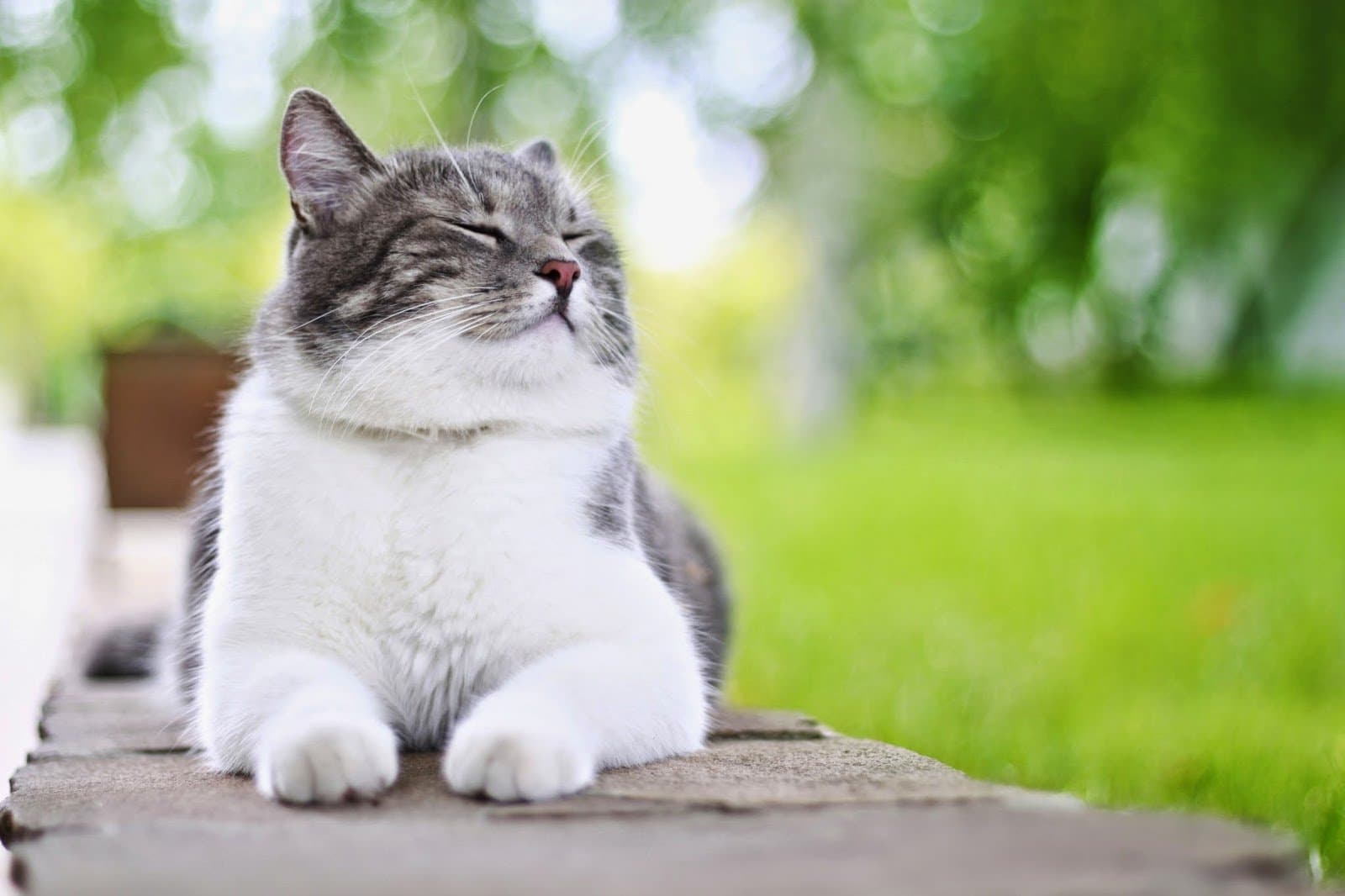 Feline Osteoarthritis