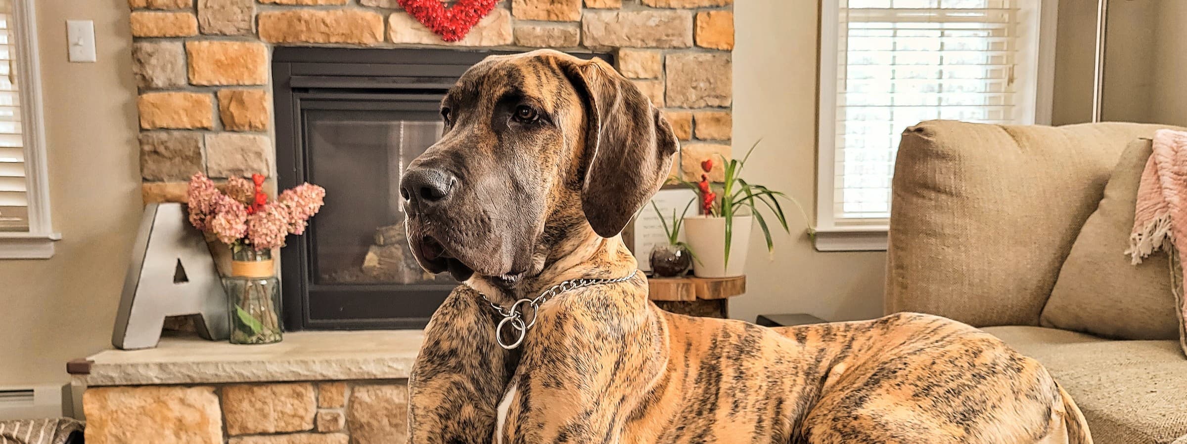 Size Matters: Discovering the Biggest Dog Breed in the World