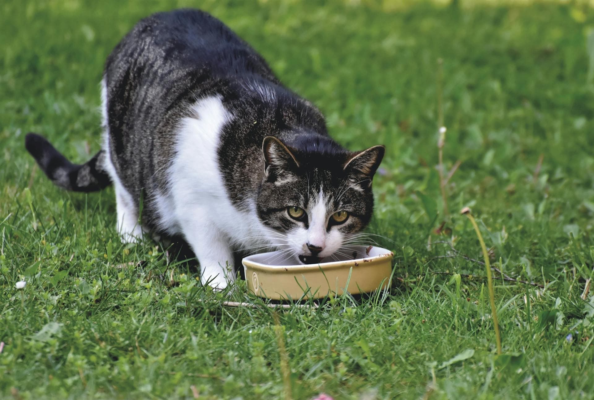 Top 5 Nutritious Cat Food Recipes