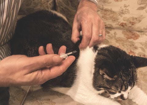 a cat is being groomed by a person