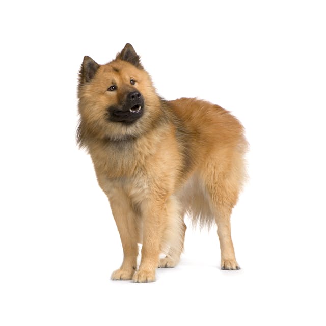 Eurasier