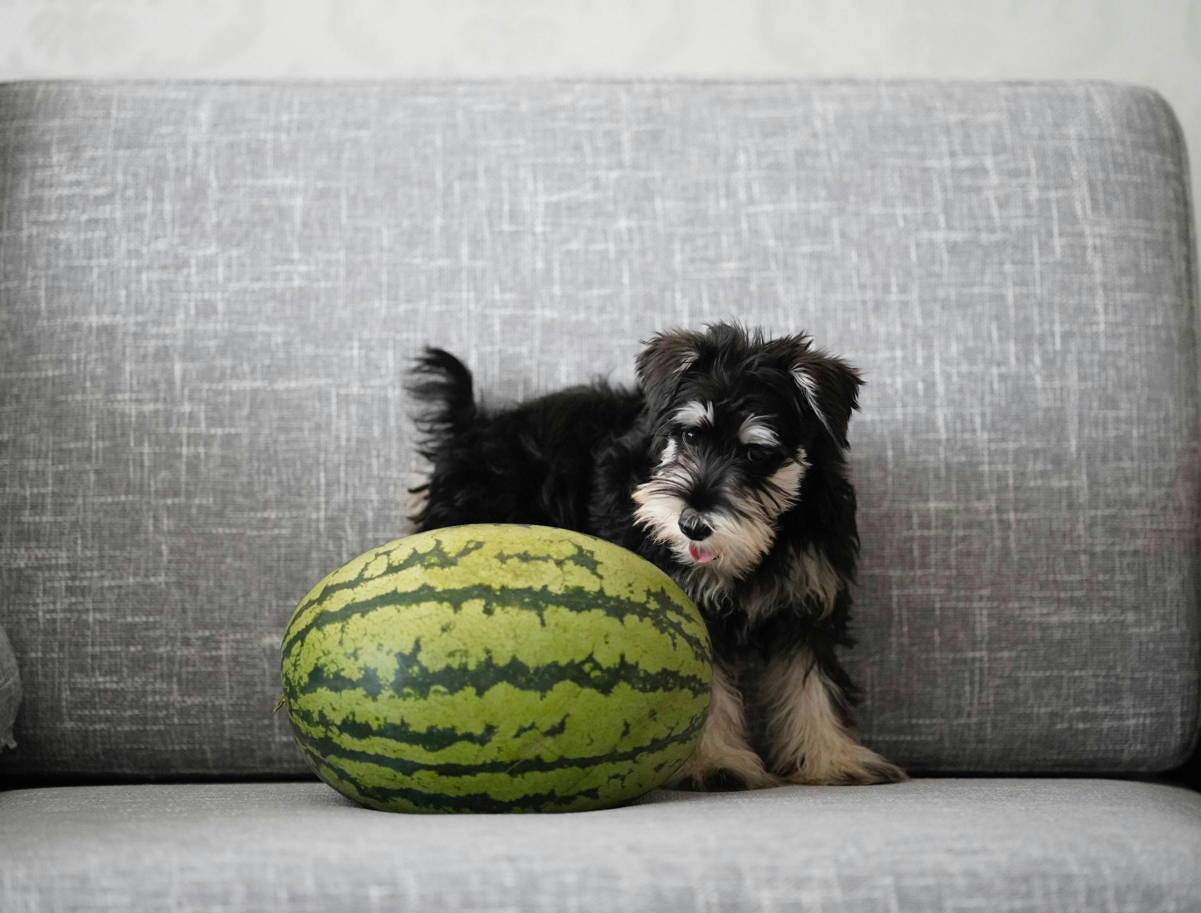 Can Dogs Eat Watermelon?