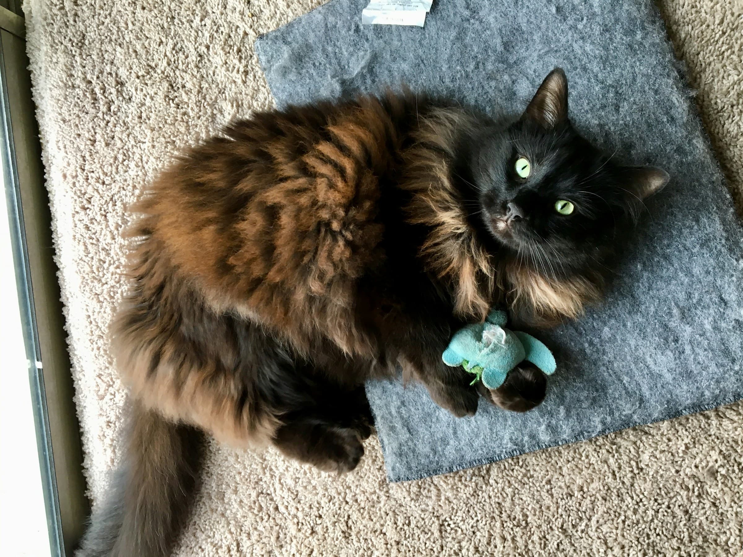 Best Cat Toys