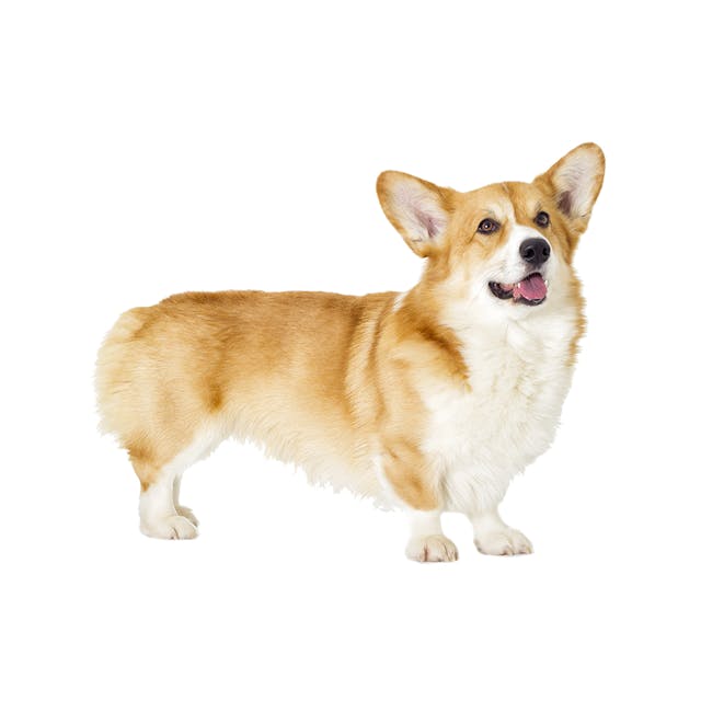 Pembroke Welsh Corgi